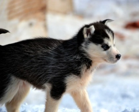 Siberian Husky: come accoglierlo al meglio in casa