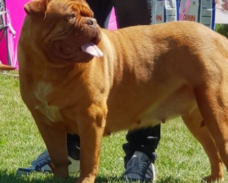 Il Dogue de Bordeaux, origini, carattere, cure e morfologia