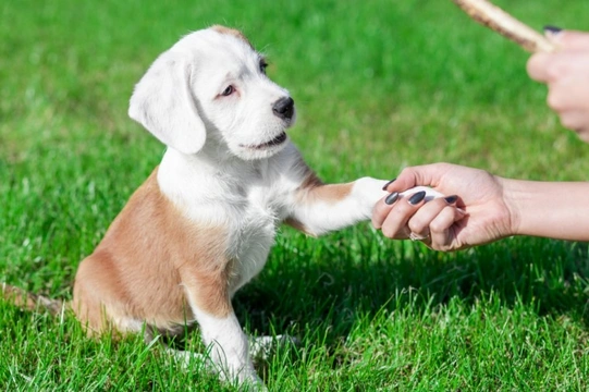 Six tips to help you to keep your cool when house training your puppy