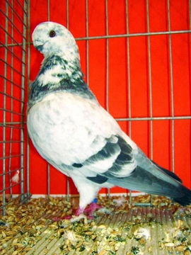 Africký racek – Nejznámější holubi 35