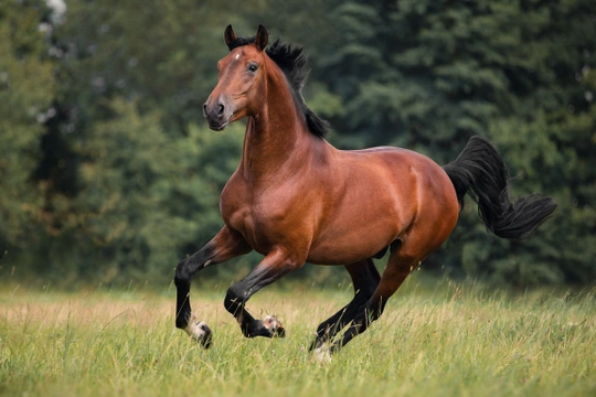 Vad definierar en bra häst? Professionella ryttares subjektiva uppfattning.
