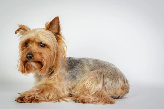 Important questions to ask the breeder of your potential new Yorkshire Terrier