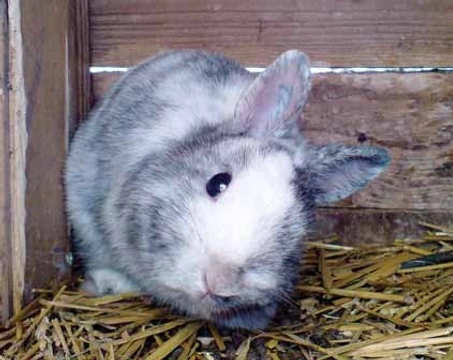 Zdravotní problémy v chovu králíků, díl 11.  –  Encefalitozoonóza