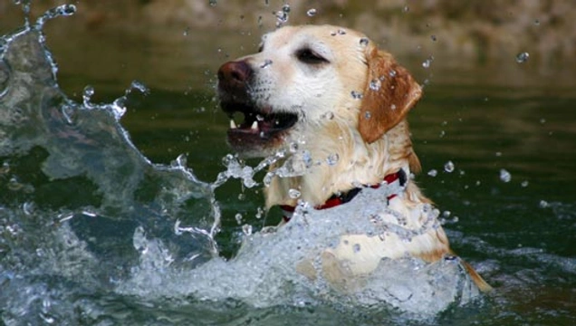 Waarom houden honden van zwemmen, maar haten ze in bad gaan?