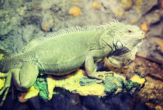 Six essentials your reptile terrarium needs before you bring your pet home