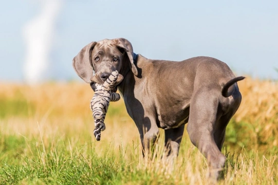 10 things you need to know about the Great Dane before you buy one