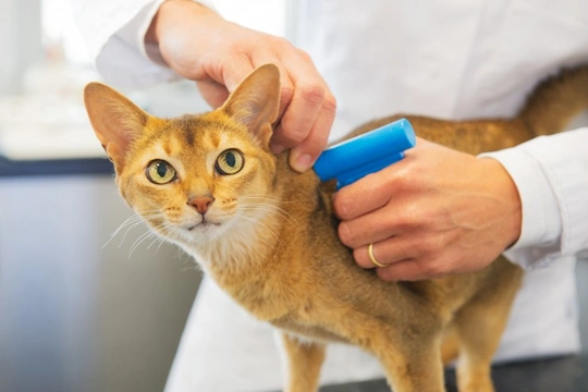 New mini microchips for domestic pets launched