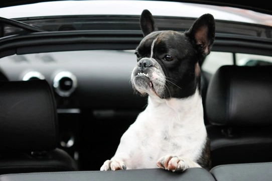 Ten important rules to follow when travelling with your dog