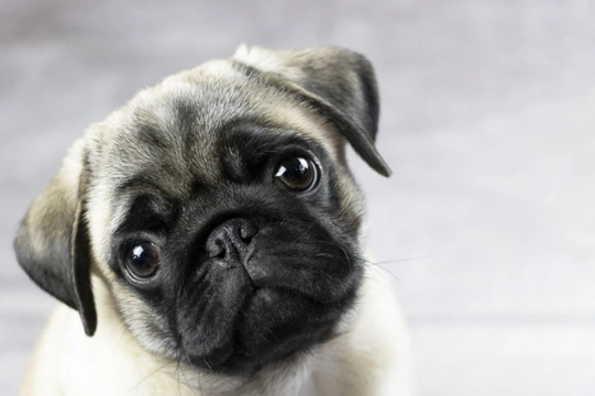 Can a Pug’s eye actually pop out?