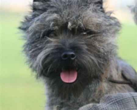 Le origini, le particolarità e il carattere del Cairn Terrier