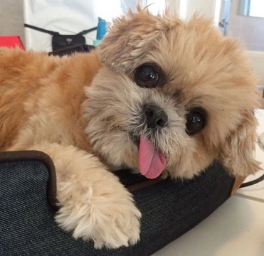 Marnie, la perra más famosa de Instagram