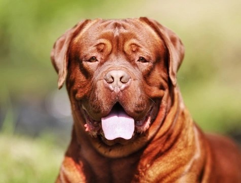 Five health conditions that are unique to male dogs