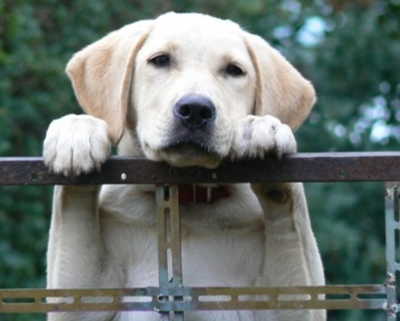 Il Labrador nano: info, prezzi dei cuccioli di questa razza