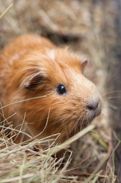 What sort of home and environment do Guinea pigs need to be kept in?