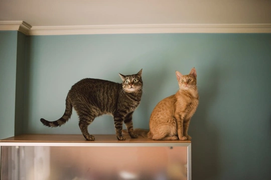 Why do cats like to be up high?