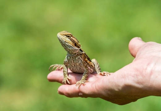 Good lizards for store handling