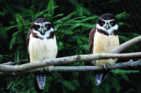 Puštík brýlatý (Pulsatrix perspicillata) – vzácný přírůstek ptačí kolekce v Zoo Hodonín