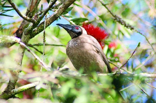 Měkkožraví chovanci našich voliér Pěvci (Passeriformes) 2