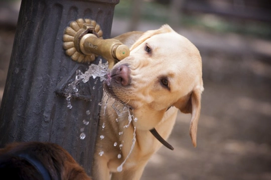 Is it bad for dogs to drink ice clearance water