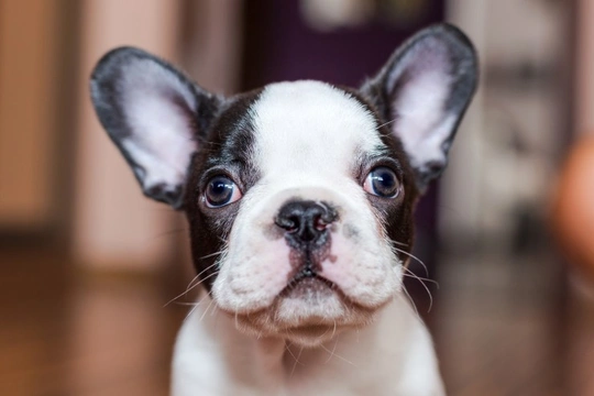 What are the most popular small dog breeds in the UK? Pets4Homes reveals the answer