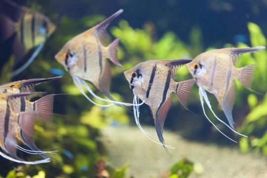 Freshwater Angelfish (Pterophyllum genus)