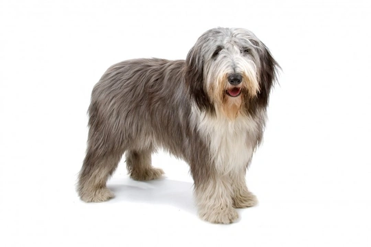 The Difference between a Bearded Collie and a Polish Lowland Sheepdog