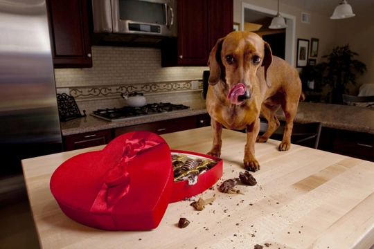 Chocolate poisoning in dogs
