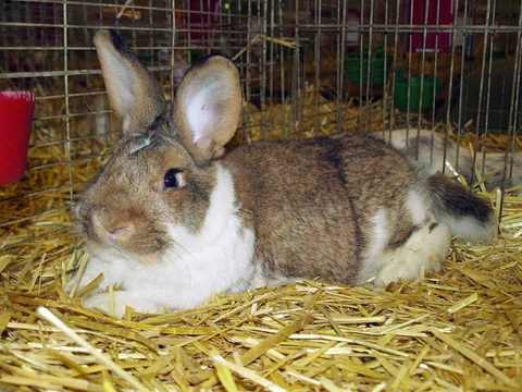 V ČR máme nové barvy u plemen králíků Meklenburský strakáč divoce zbarvený