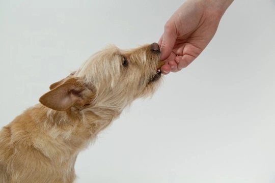 ¿Pueden comer soja los perros?