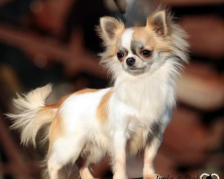 Il Chihuahua, la razza più piccola al mondo