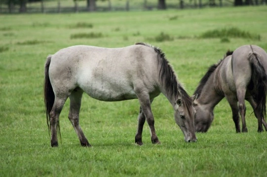 Caring for the Veteran Horse or Pony