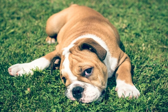 Dealing with excessive earwax in the English bulldog