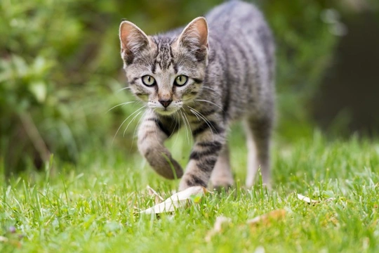 Letting house cats clearance outside