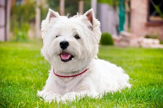 Mature west highland terrier best sale for sale