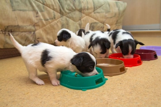 Weaning of puppies sale