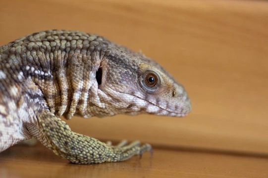 Monitor lizard hot sale pet