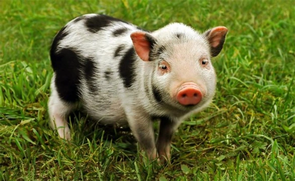Do Pigs Make Good Pets?