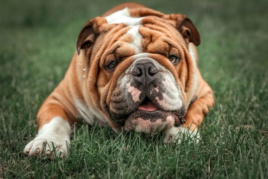Skin fold dermatitis in the English Bulldog