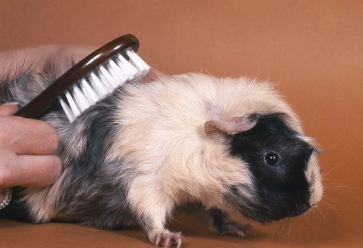 Top Grooming Tips for Guinea Pigs
