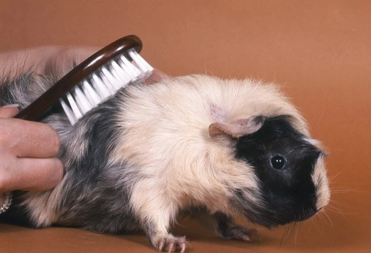 Grooming a guinea deals pig