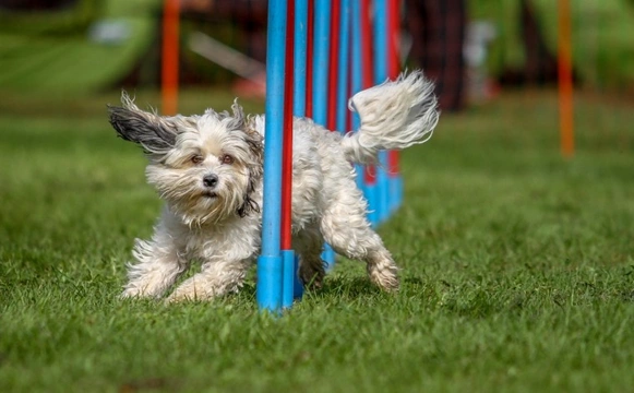 Can blind or partially sighted dogs take part in canine sports?
