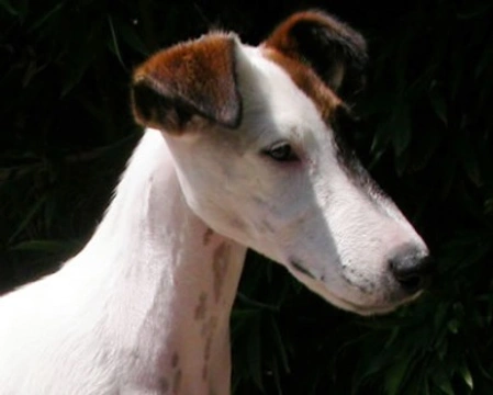 Commento allo Standard del Fox Terrier a pelo liscio