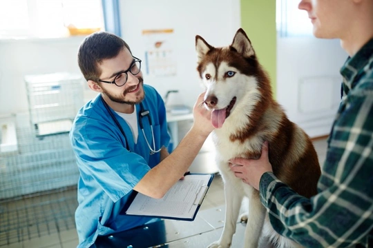 Health issues that need immediate attention in dogs