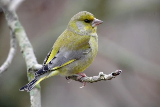Keeping Greenfinches