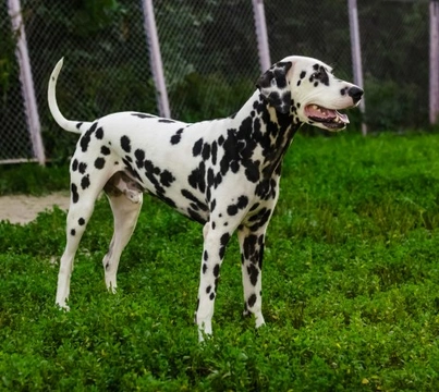 Health Issues Commonly Seen in Dalmatians