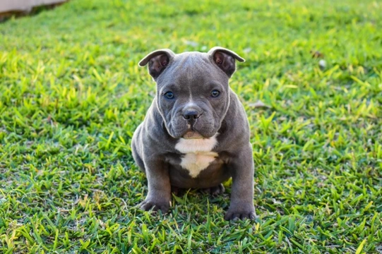 Important announcement: changes to American Bully XL adverts on Pets4Homes