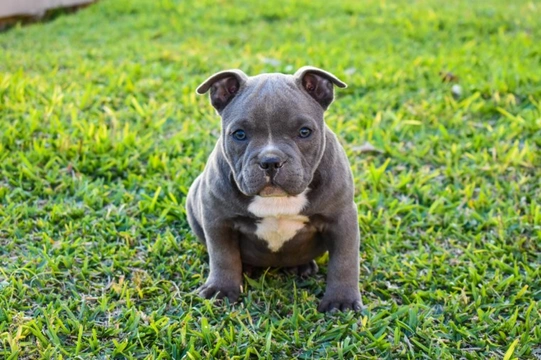 American bully 2024 x labrador