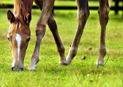 Lumpy Legs - Common Conditions of the Equine Limb