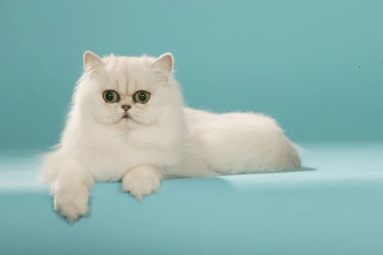 White sales chinchilla cat