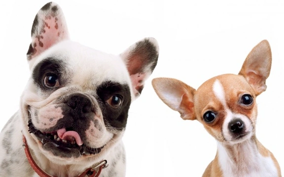 Five fascinating comparisons of Pets4Homes’ five most popular dog breeds